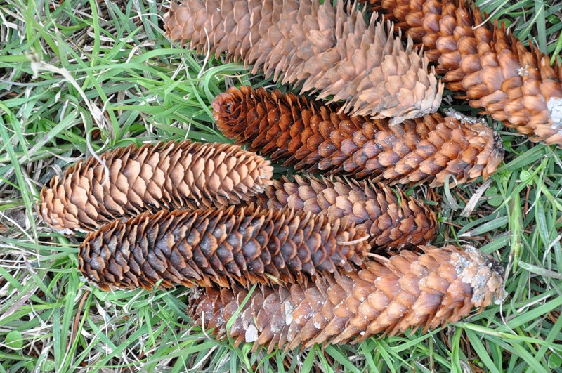 Image of Picea pungens specimen.