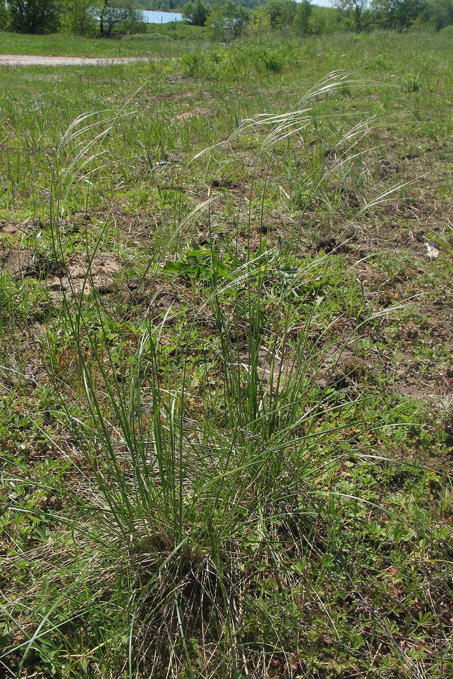 Image of Stipa pennata specimen.