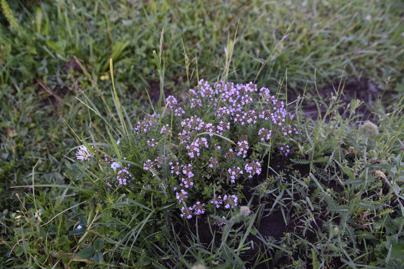 Изображение особи род Thymus.