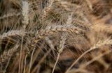 Triticum durum. Соплодие. Египет, мухафаза Кена, окр. г. Луксор, в культуре. 05.05.2023.