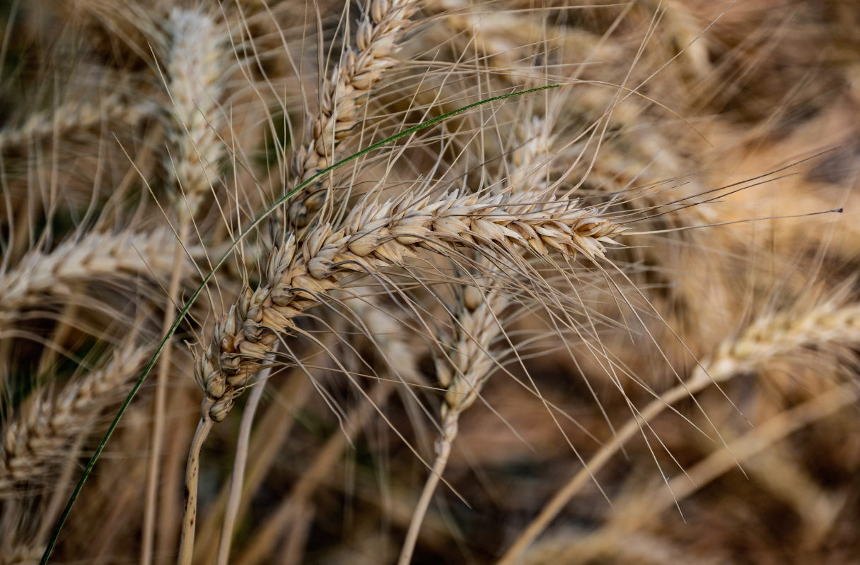 Изображение особи Triticum durum.