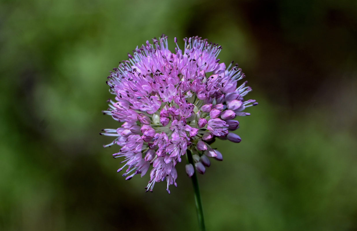 Image of Allium lineare specimen.