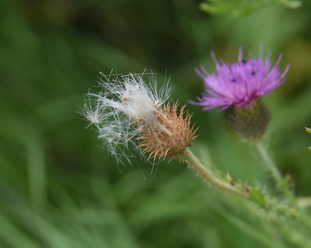 Изображение особи Carduus acanthoides.