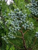 Platycladus orientalis. Верхушка ветви с незрелыми шишками. Грузия, Имеретия, монастырь Моцамета, в культуре. 14.06.2023.