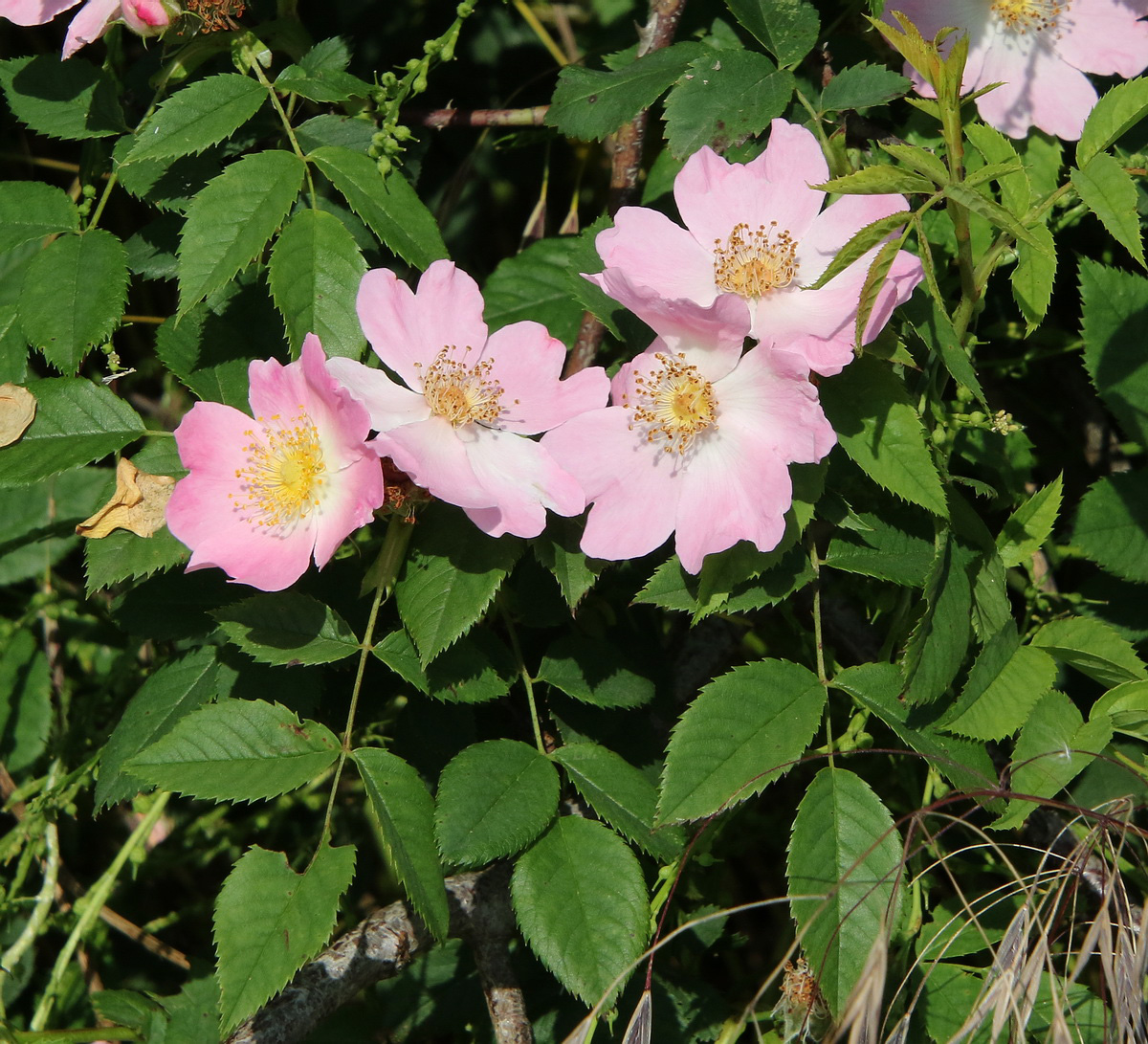 Image of genus Rosa specimen.