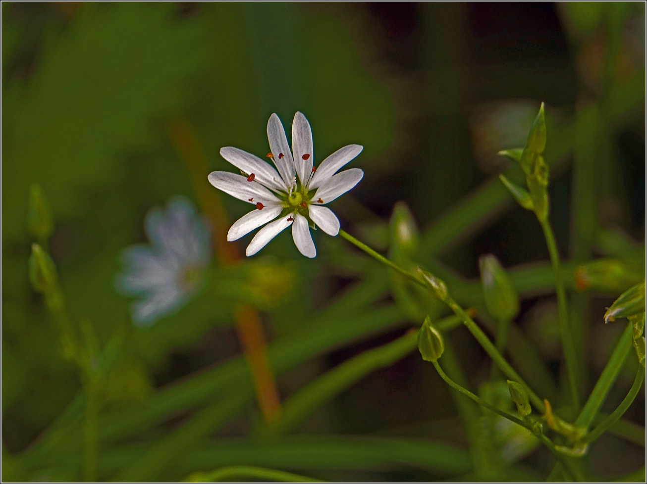 Image of Stellaria graminea specimen.