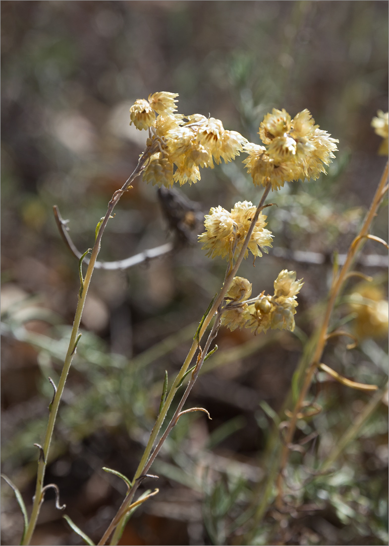 Изображение особи род Helichrysum.