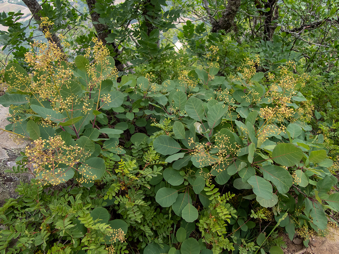 Image of Cotinus coggygria specimen.