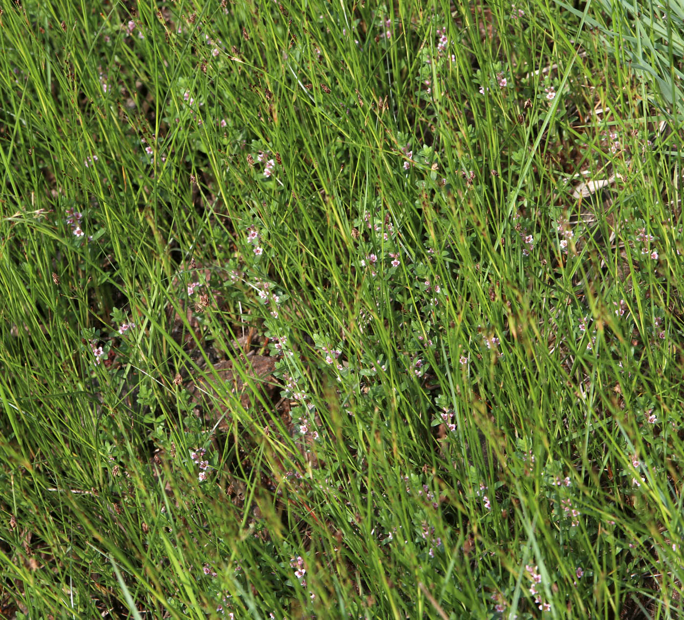 Image of Glaux maritima specimen.