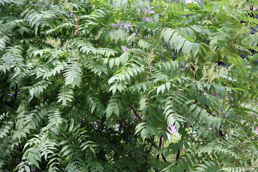 Image of Sorbaria sorbifolia specimen.