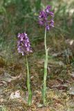 Anacamptis morio subspecies caucasica. Цветущие растения (высота правого - 24 см; длина соцветия - 5 см). Республика Крым, г/о Судак, окр. пгт Щебетовка, разреженный дубово-грабовый лес с можжевельником, выс. 183 м н.у.м. 28 апреля 2024 г.