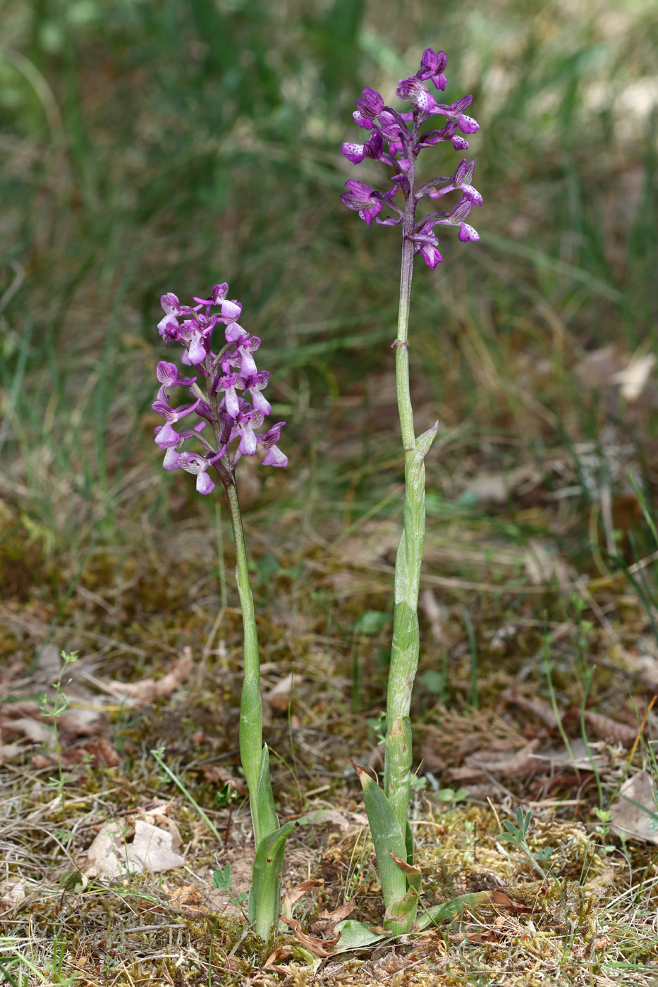 Изображение особи Anacamptis morio ssp. caucasica.