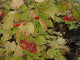 Viburnum sargentii. Верхушки ветвей в осенней окраске с соплодиями. Хабаровский край, окр. г. Комсомольск-на-Амуре, дол. руч. Тёплый Ключ, опушка лиственного леса. 18.09.2024.