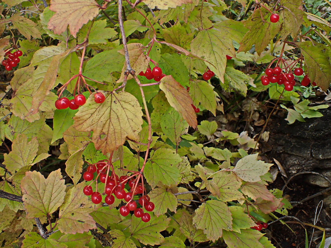 Image of Viburnum sargentii specimen.