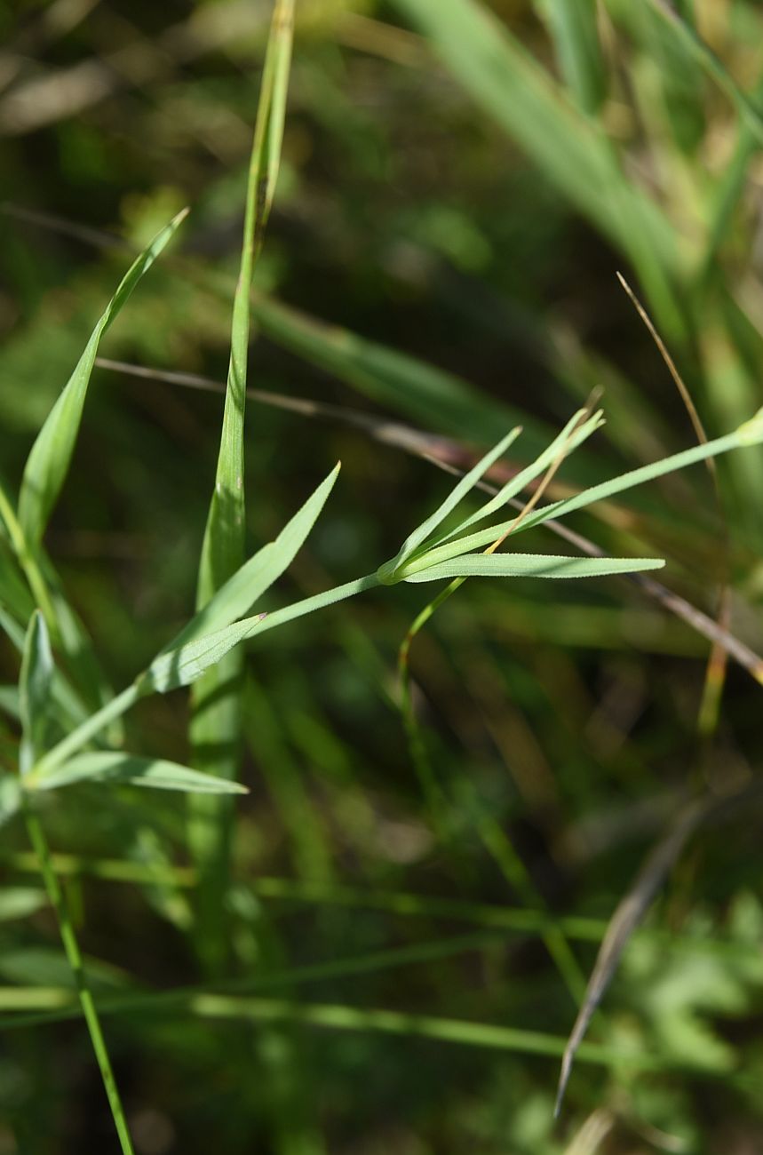 Изображение особи род Dianthus.