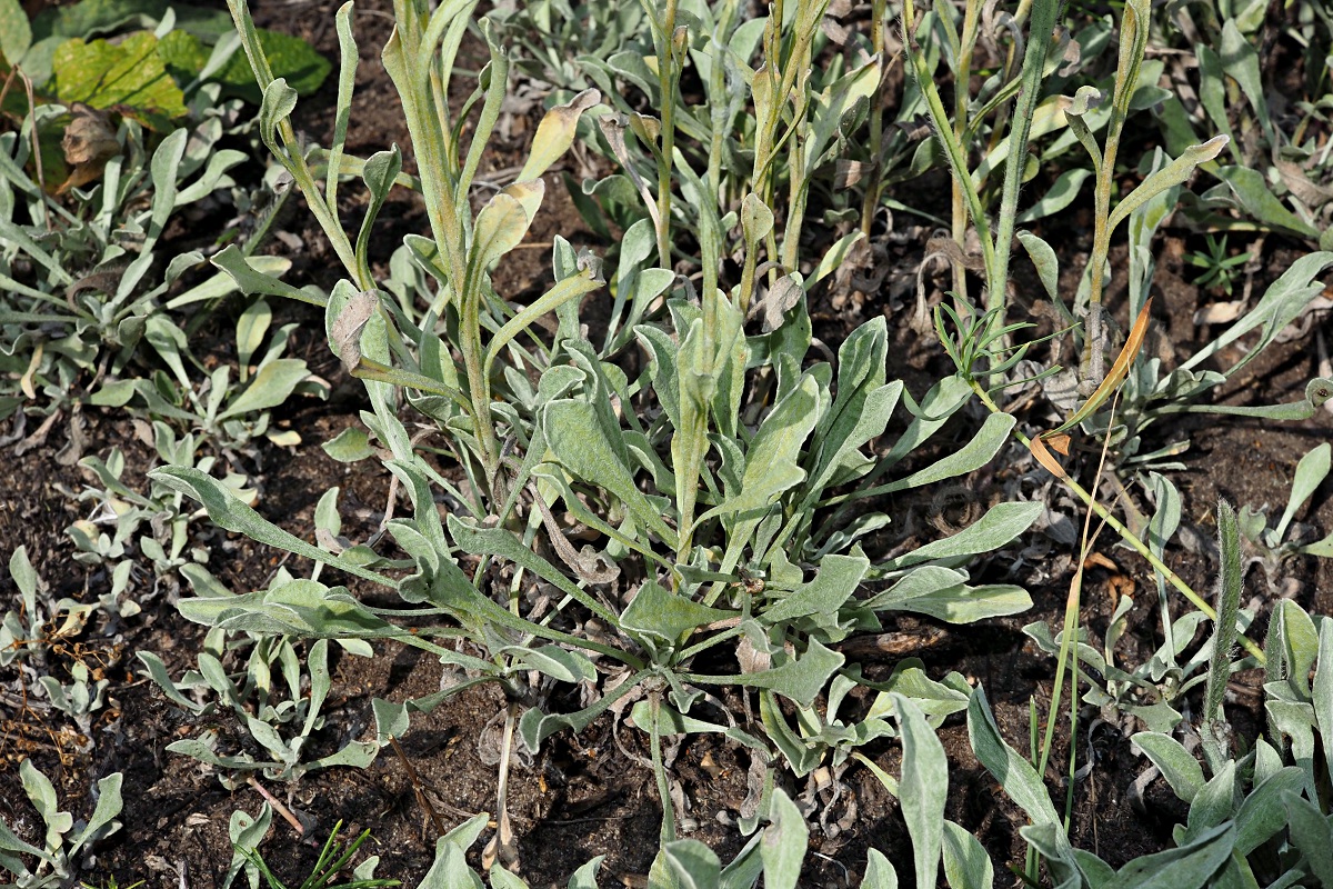 Изображение особи Helichrysum arenarium.