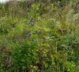 Aconitum napellus