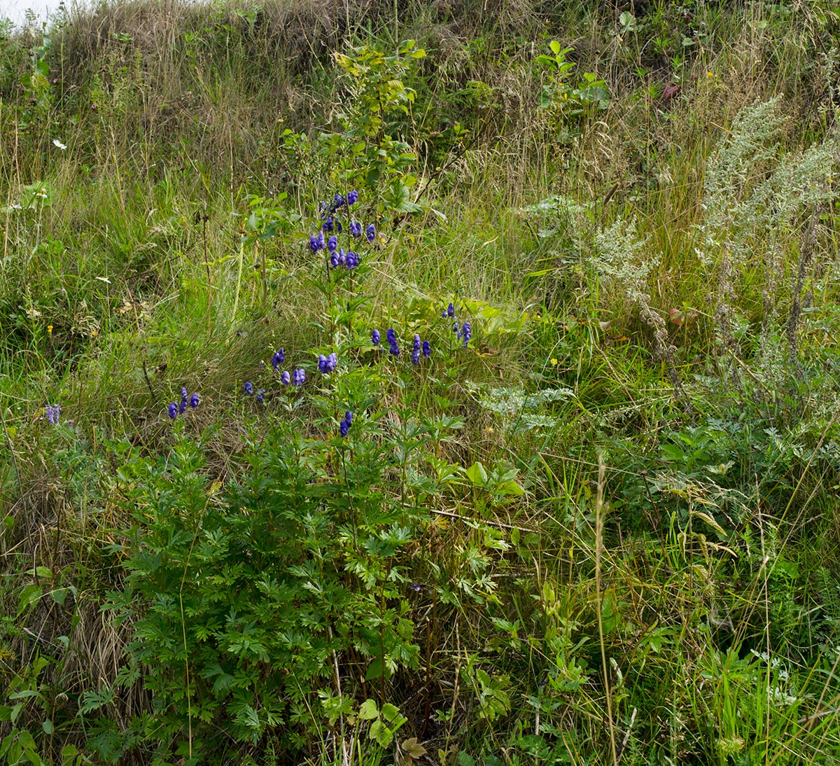 Изображение особи Aconitum napellus.