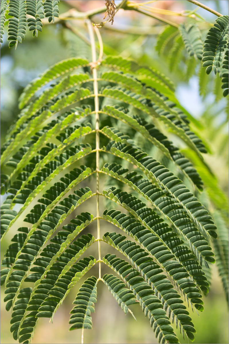 Image of Albizia julibrissin specimen.