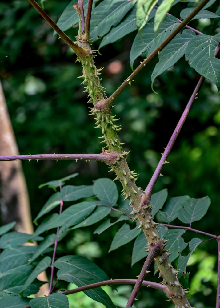 Image of genus Aralia specimen.