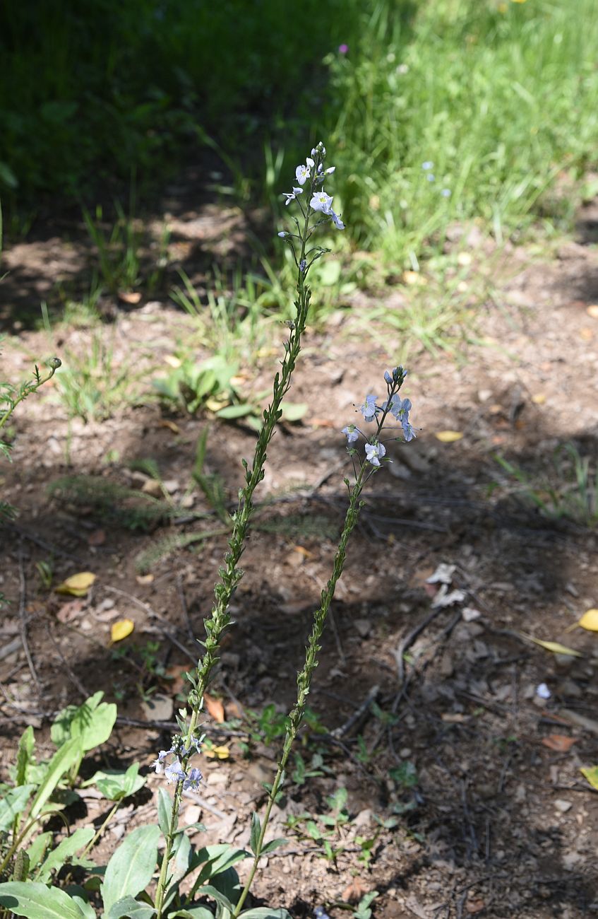 Image of genus Veronica specimen.