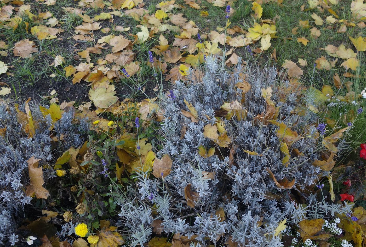 Изображение особи Lavandula angustifolia.