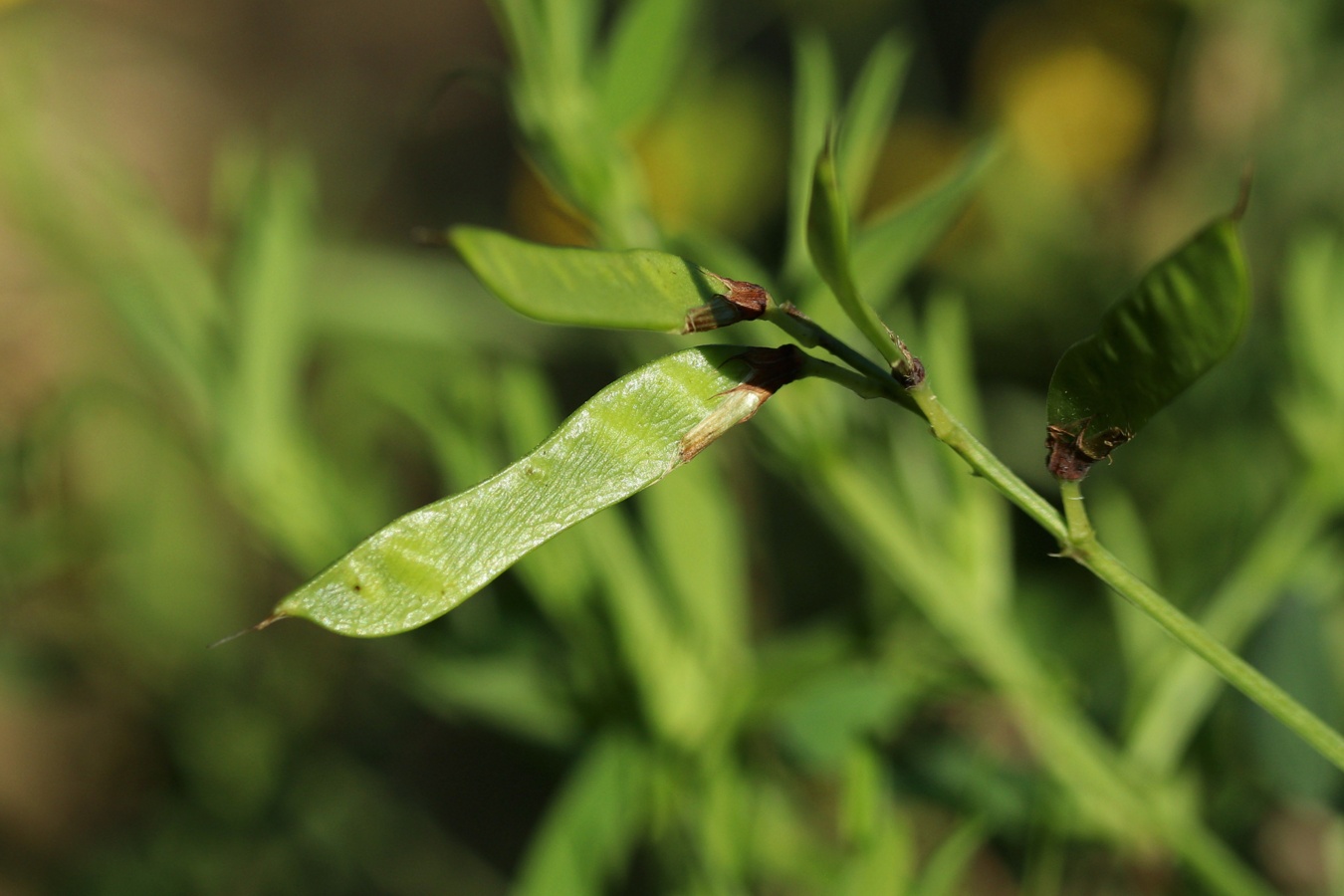 Image of Lathyrus pratensis specimen.