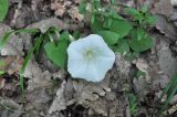 Calystegia silvatica