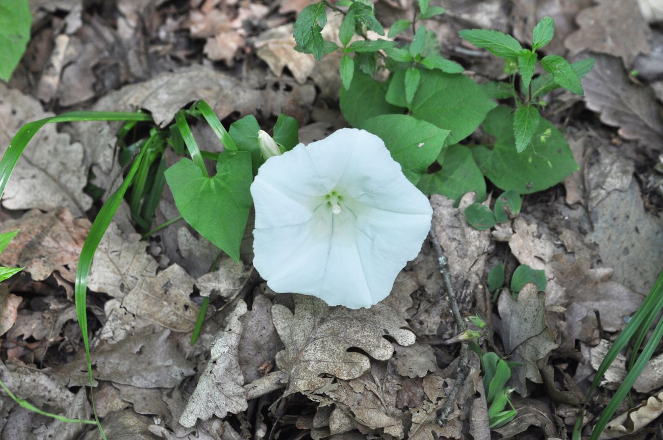 Изображение особи Calystegia silvatica.