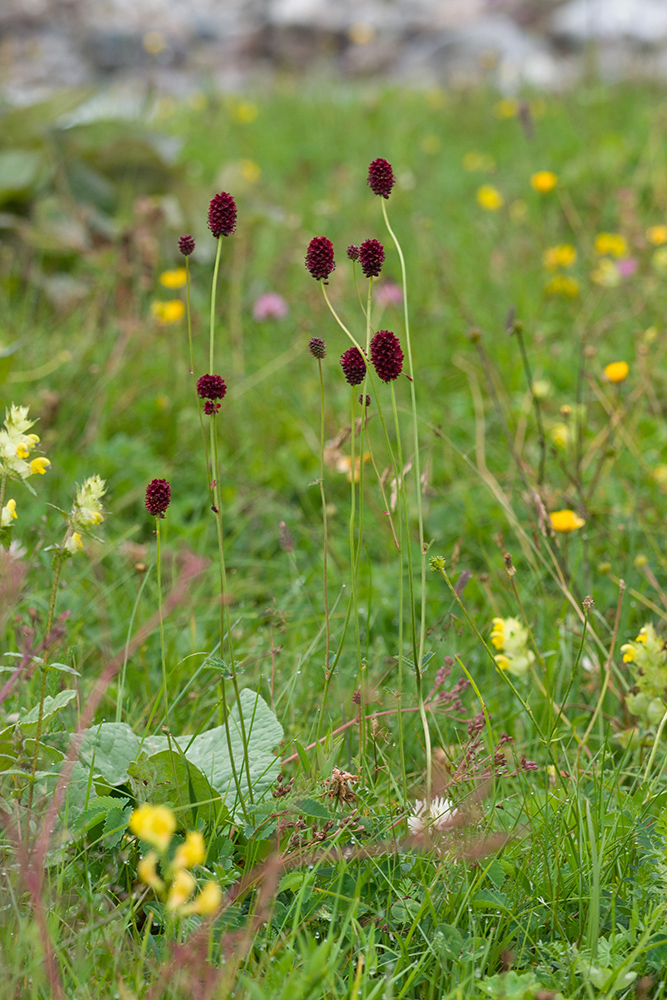 Image of Sanguisorba officinalis specimen.