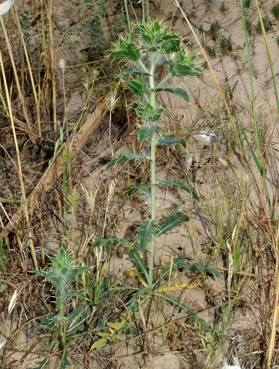 Image of Carthamus oxyacanthus specimen.