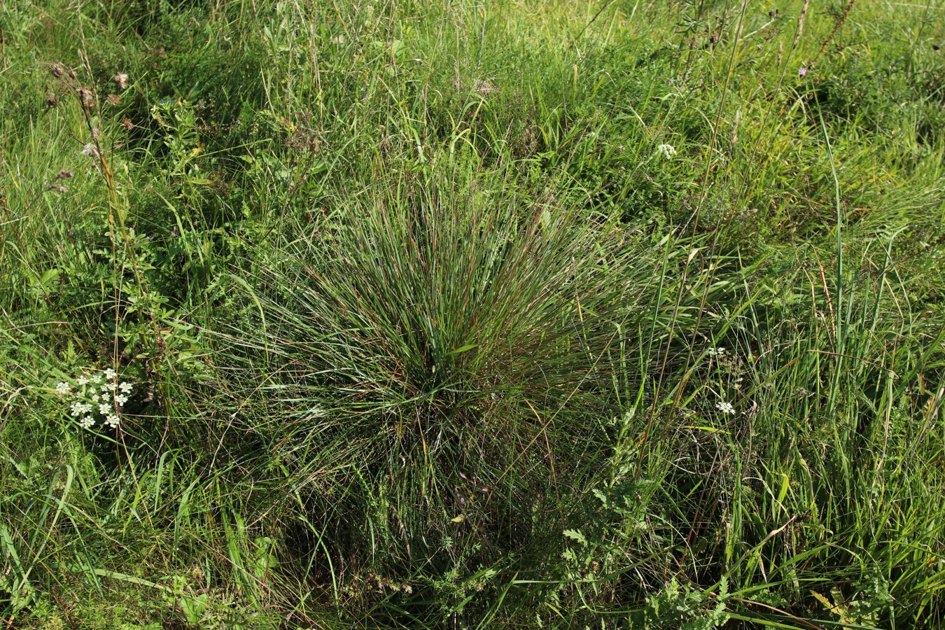 Image of Helictotrichon pratense specimen.
