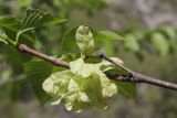 View full-size image Ulmus glabra