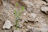 Смотреть изображение Diarthron vesiculosum