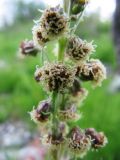 Artemisia tilesii