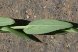 View full-size image Turritis glabra