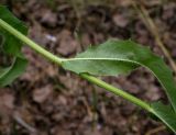 View full-size image Picris hieracioides