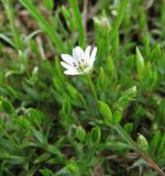 Stellaria crassifolia. Цветок. Коми, Интинский р-н, Приполярный Урал, хр. Малдынырд, водораздел руч. Алькесвож и р. Балбанью. 20.07.2010.