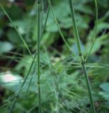 Смотреть изображение Equisetum ramosissimum