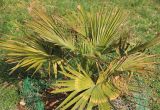 View full-size image Trachycarpus fortunei