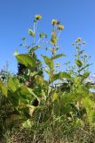 View full-size image Inula helenium