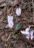 View full-size image Cyclamen maritimum