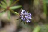 View full-size image Asperula arvensis