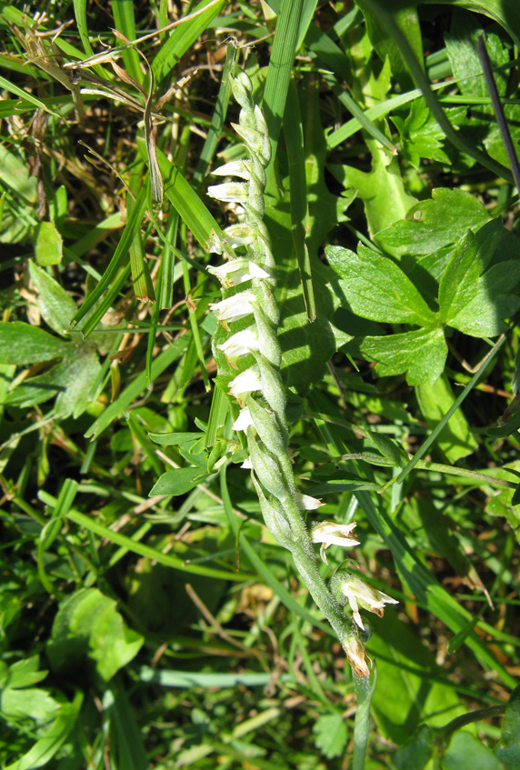 Image of Spiranthes spiralis specimen.