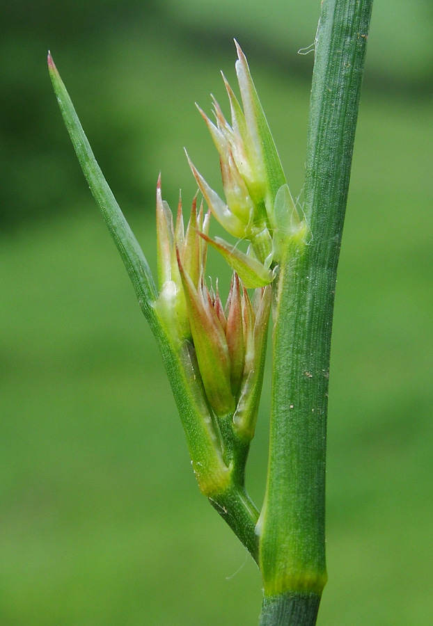 Image of Juncus articulatus specimen.