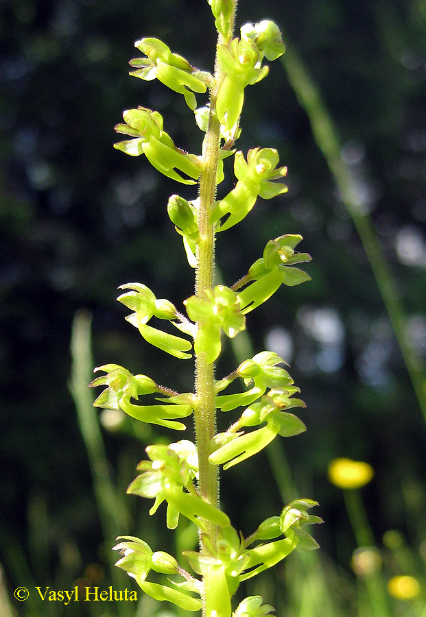 Image of Listera ovata specimen.