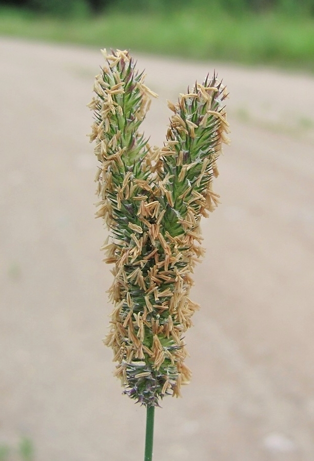 Image of Phleum pratense specimen.