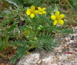 Potentilla orientalis