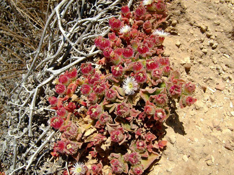 Изображение особи Mesembryanthemum crystallinum.