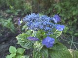 Hydrangea macrophylla. Верхушка побега с соцветием. Владивосток, Ботанический сад-институт ДВО РАН. 18 сентября 2011 г.